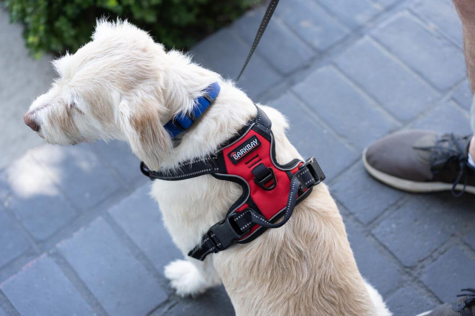 The 7 Best NoPull Dog Harnesses of 2024 Reviews by Your Best Digs