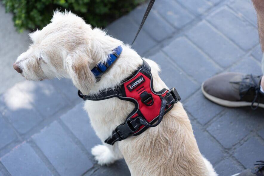 The Auroth No-Pull Dog Harness is 's Best-Kept Secret