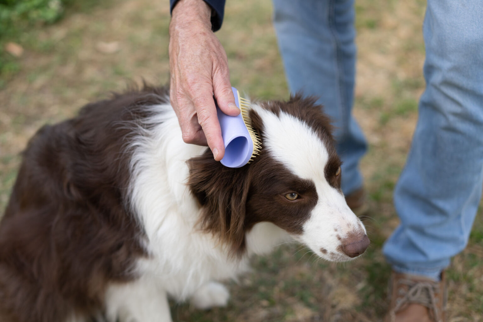 The 8 Best Dog Shedding Brushes of 2024 - Reviews by Your Best Digs